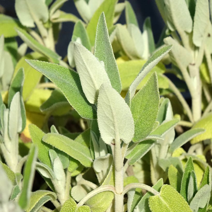 Phlomis purpurea (Folhagem)