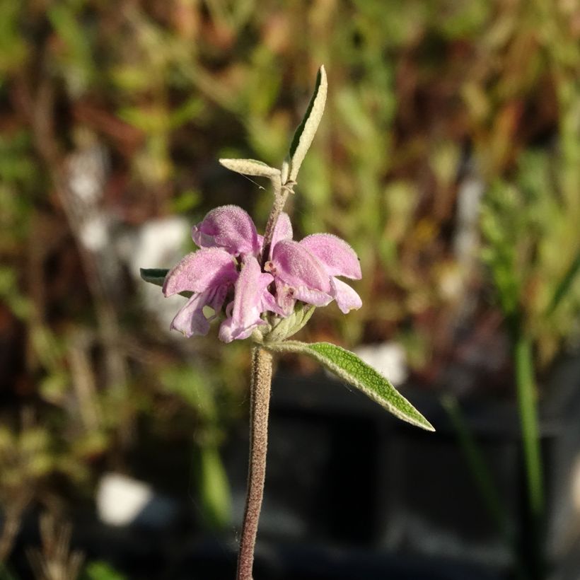 Phlomis purpurea (Floração)