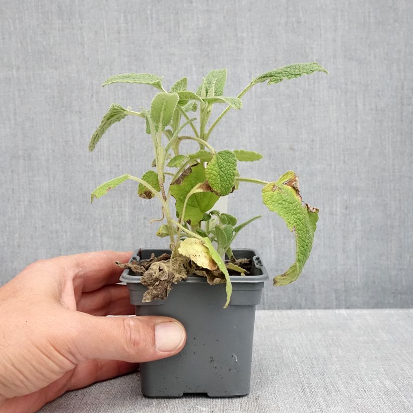 Amostra de Phlomis purpurea Vaso de 8/9 cm tal como entregue no outono