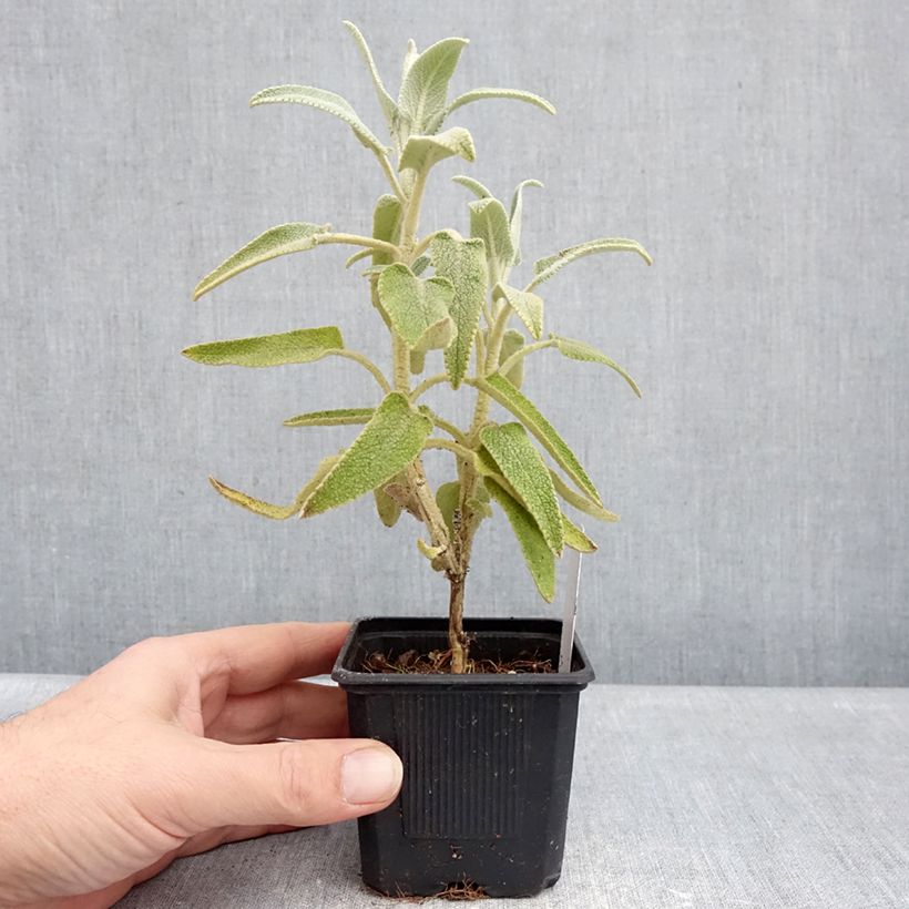 Amostra de Phlomis purpurea Vaso de 8/9 cm tal como entregue no inverno