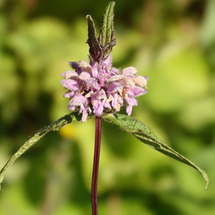 Phlomis tuberosa Amazone (Floração)