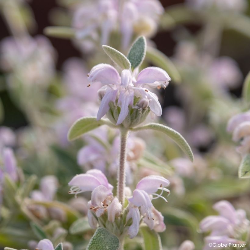 Phlomis Hill Phlo - Sálvia-de-Jerusalém (Floração)