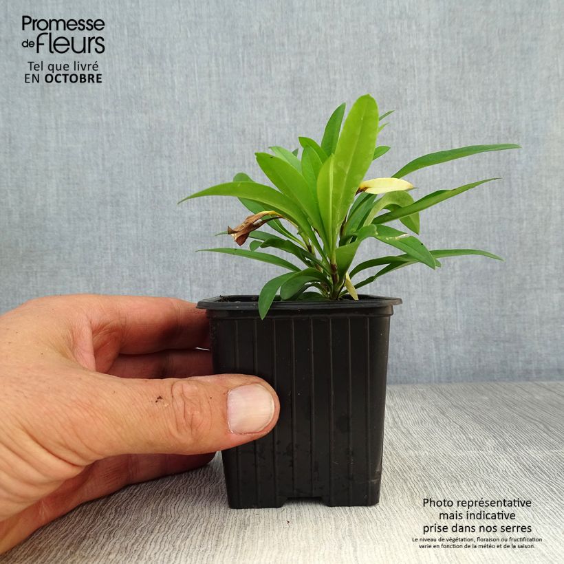 Amostra de Phlox carolina Bill Baker Vaso de 8/9 cm tal como entregue no outono