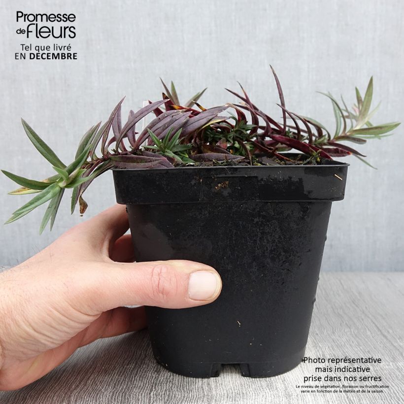 Amostra de Flox-tapete Chattahoochee - Phlox divaricata Vaso de 2 L/3 L tal como entregue no outono