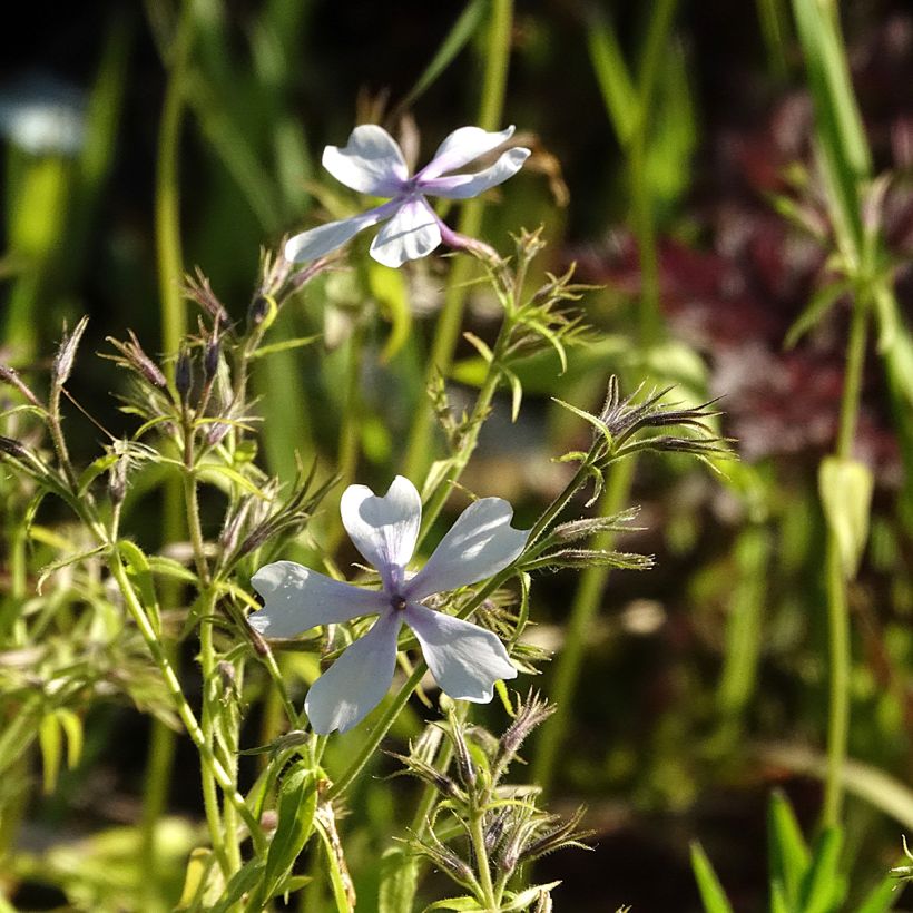 Phlox divaricata Dirigo Ice (Floração)