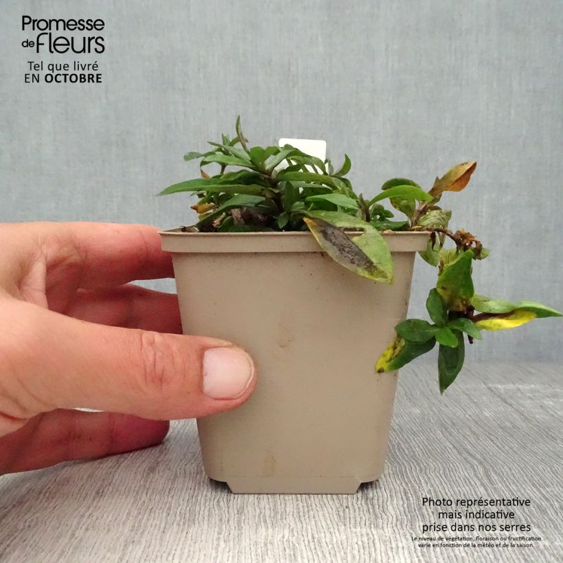 Amostra de Phlox divaricata Dirigo Ice Vaso de 8/9 cm tal como entregue no outono