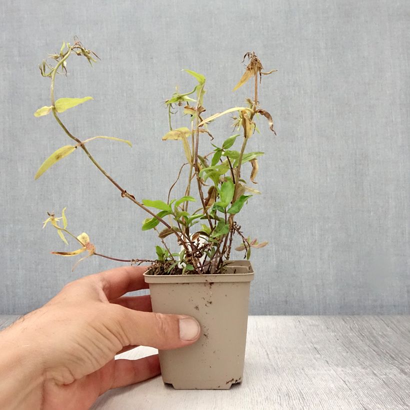 Amostra de Phlox divaricata Dirigo Ice Vaso de 8/9 cm tal como entregue no verão