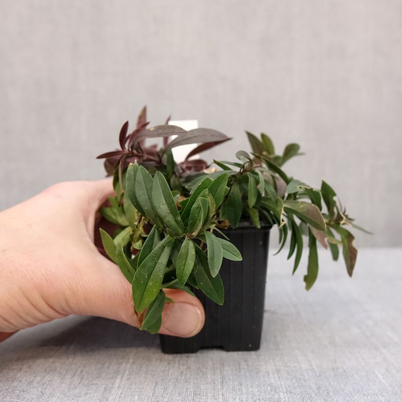 Amostra de Phlox divaricata May Breeze Vaso de 8/9 cm tal como entregue no inverno