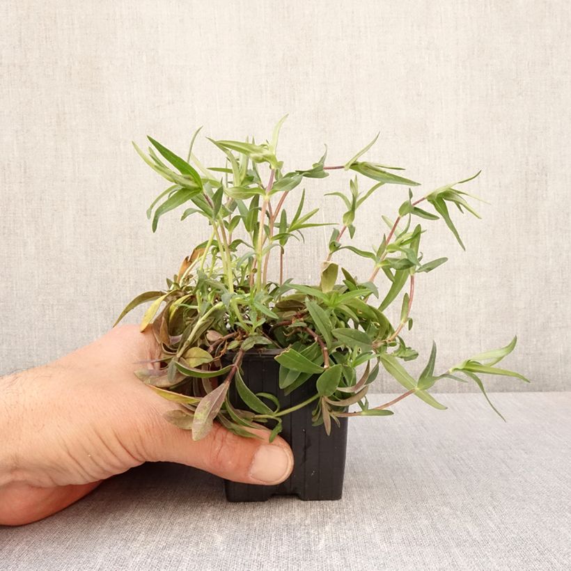 Amostra de Flox-tapete May Breeze - Phlox divaricata Vaso de 8/9 cm tal como entregue na primavera