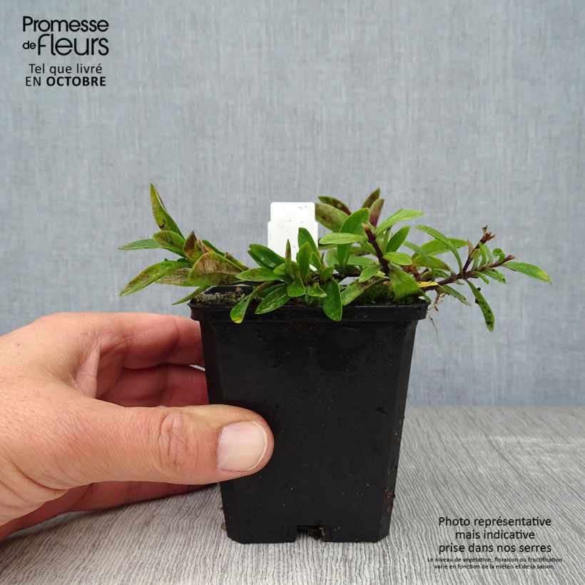 Amostra de Phlox divaricata White Perfume Vaso de 8/9 cm tal como entregue no outono