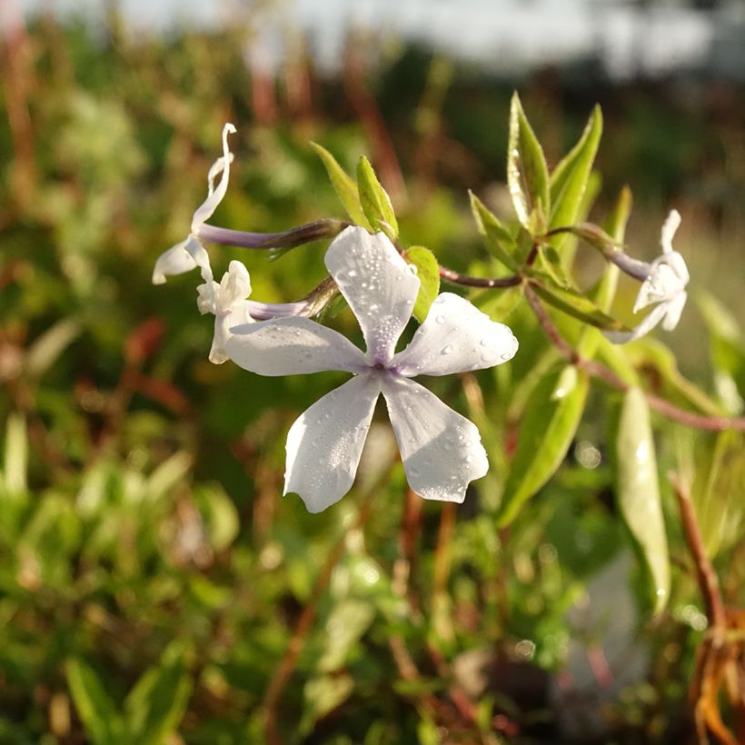 Phlox divaricata White Perfume (Floração)