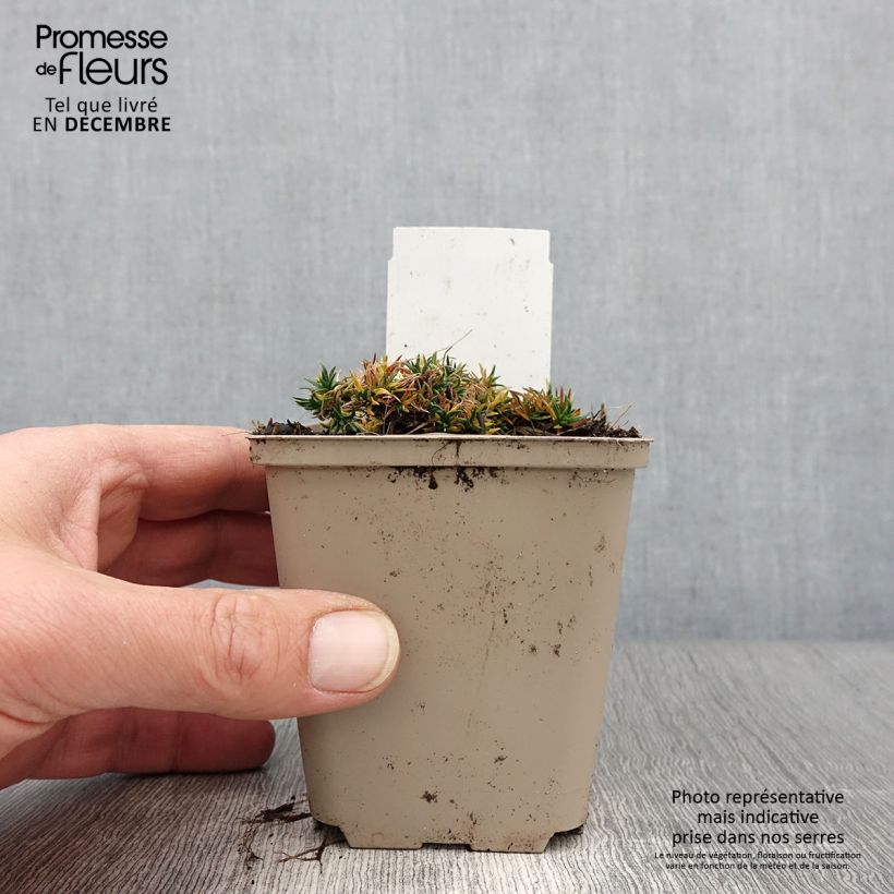 Amostra de Phlox douglasii Crackerjack - Phlox mousse Godet de 8/9 cm tal como entregue no outono
