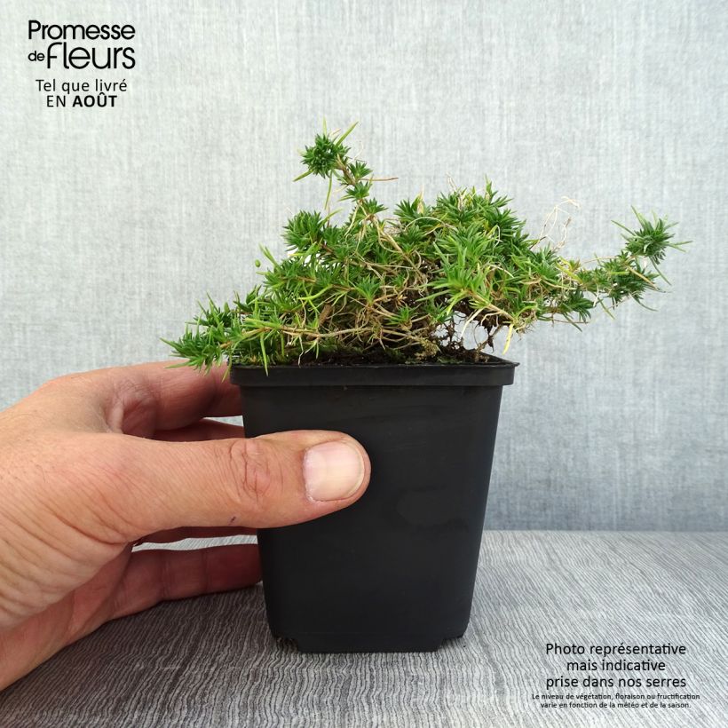Amostra de Flox-tapete Crackerjack - Phlox douglasii Vaso de 8/9 cm tal como entregue no verão