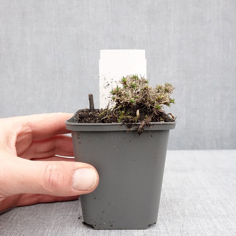 Amostra de Flox-tapete Crackerjack - Phlox douglasii Vaso de 8/9 cm tal como entregue no inverno