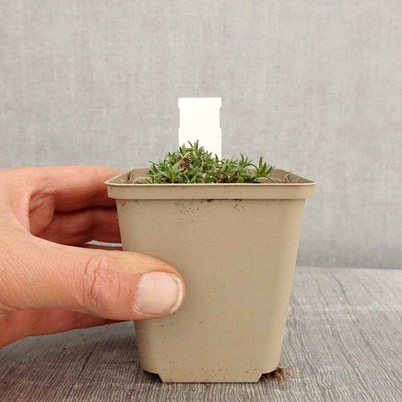 Amostra de Flox-tapete Crackerjack - Phlox douglasii Vaso de 8/9 cm tal como entregue na primavera