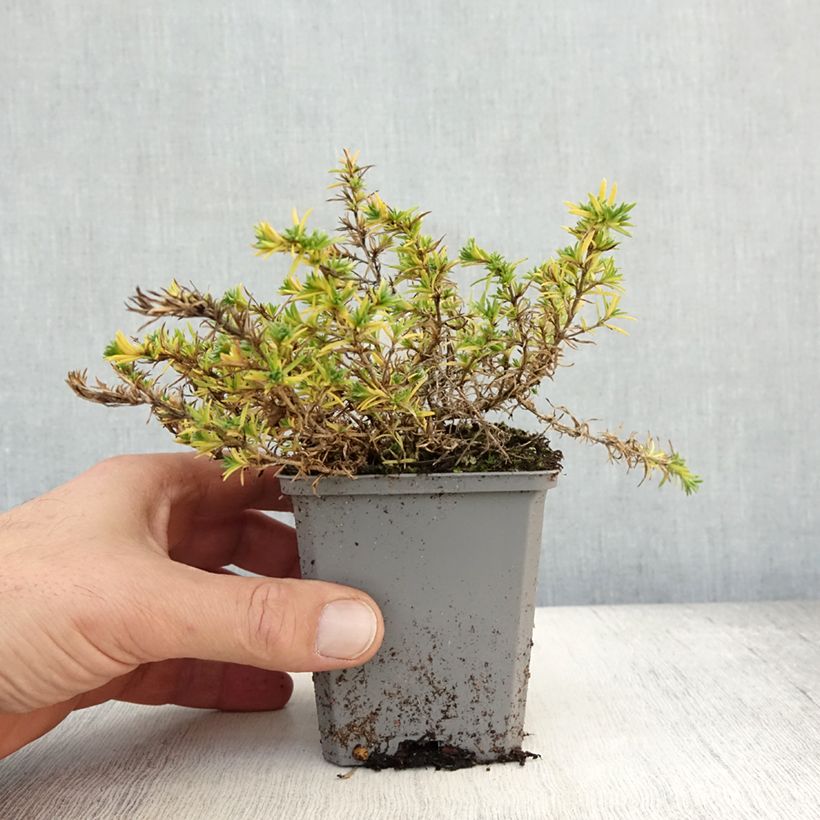 Amostra de Flox-tapete Lilac Cloud - Phlox douglasii Vaso de 8/9 cm tal como entregue no outono