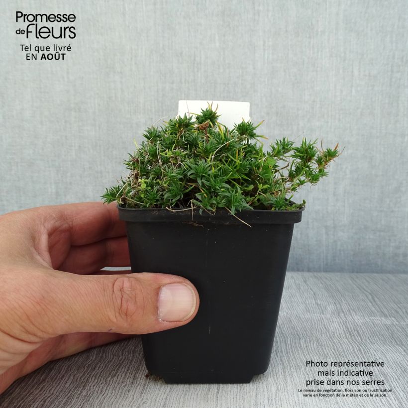 Amostra de Flox-tapete Ochsenblut - Phlox douglasii Vaso de 8/9 cm tal como entregue no verão