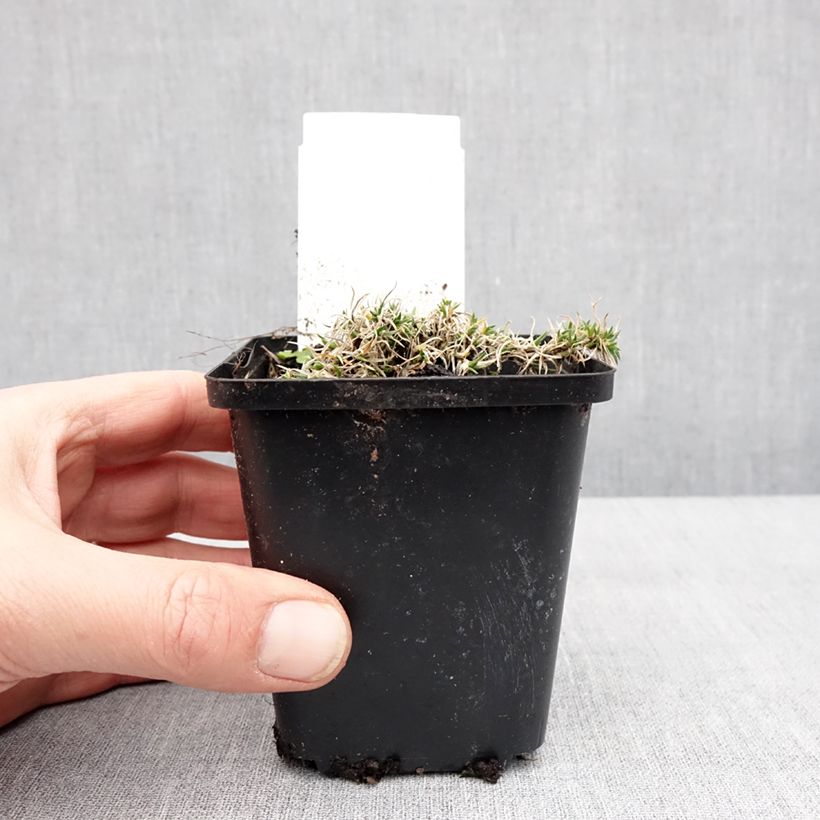 Amostra de Phlox douglasii Ochsenblut - Phlox mousse Vaso de 8/9 cm tal como entregue no inverno