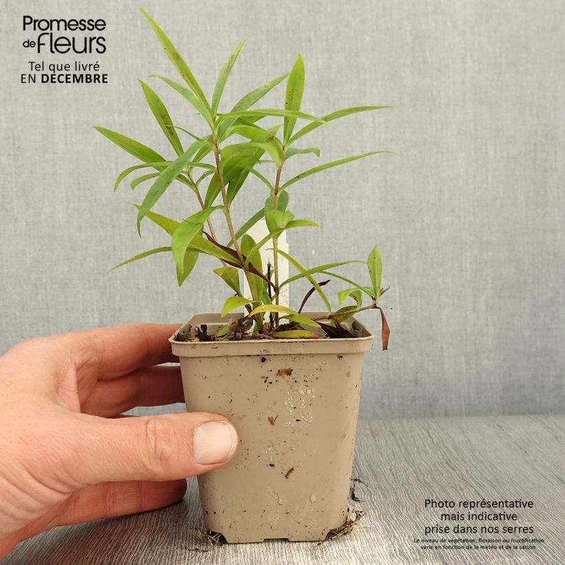 Amostra de Phlox paniculata Fashionably Early Crystal Vaso de 8/9 cm tal como entregue no outono