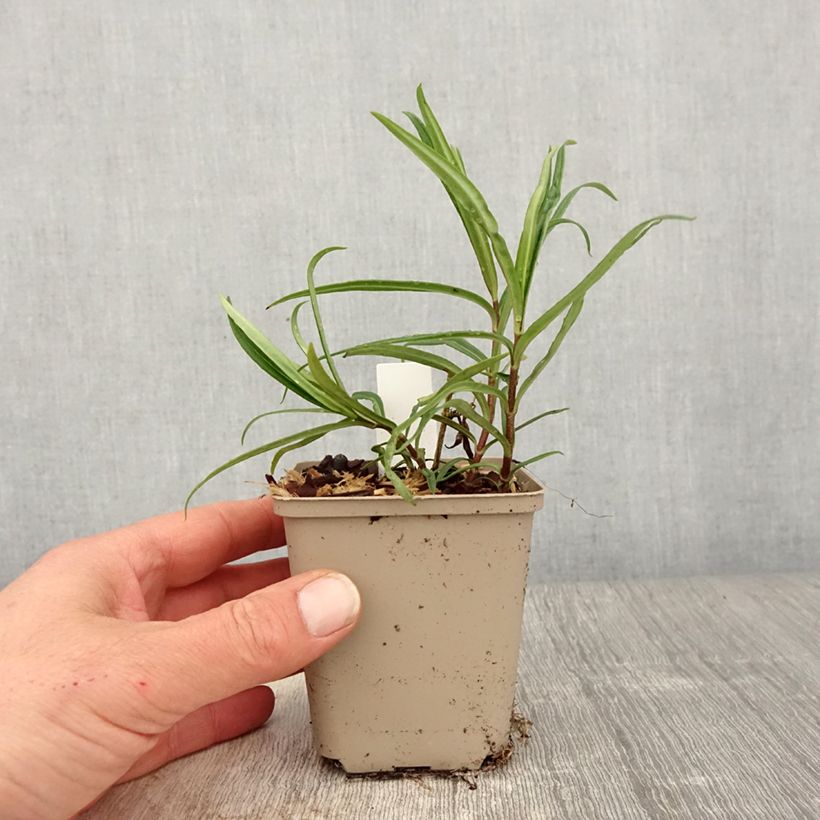 Amostra de Phlox paniculata Fashionably Early Crystal Vaso de 8/9 cm tal como entregue na primavera