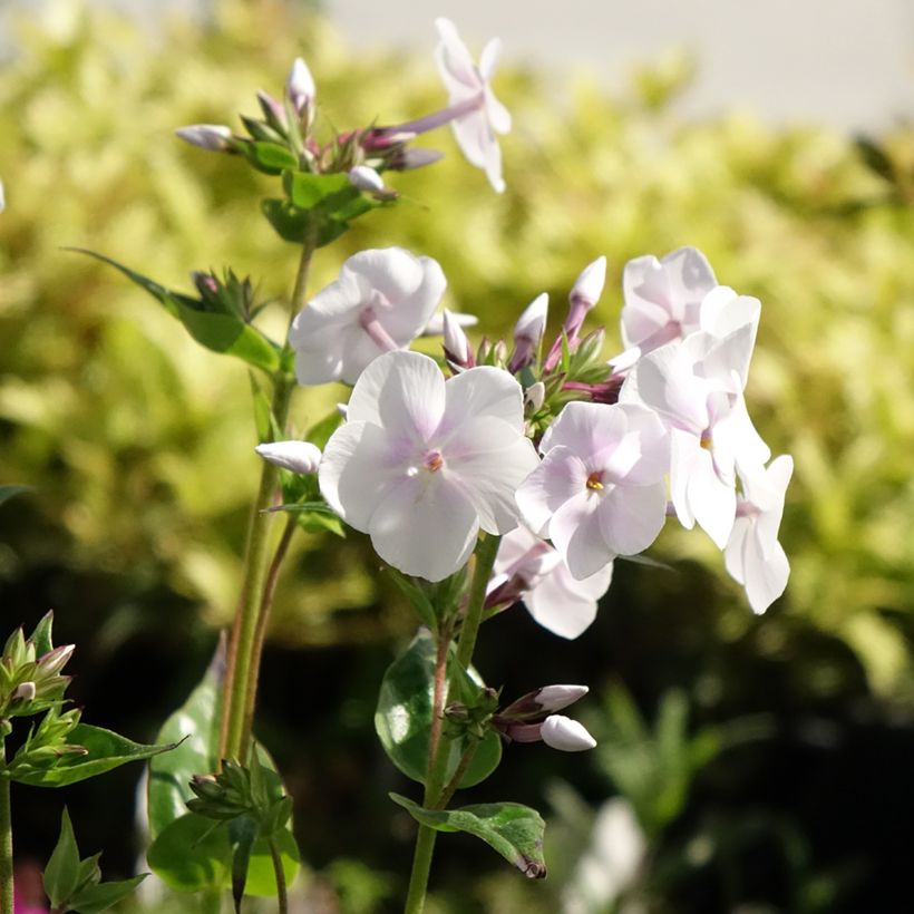 Phlox paniculata Fashionably Early Crystal (Floração)