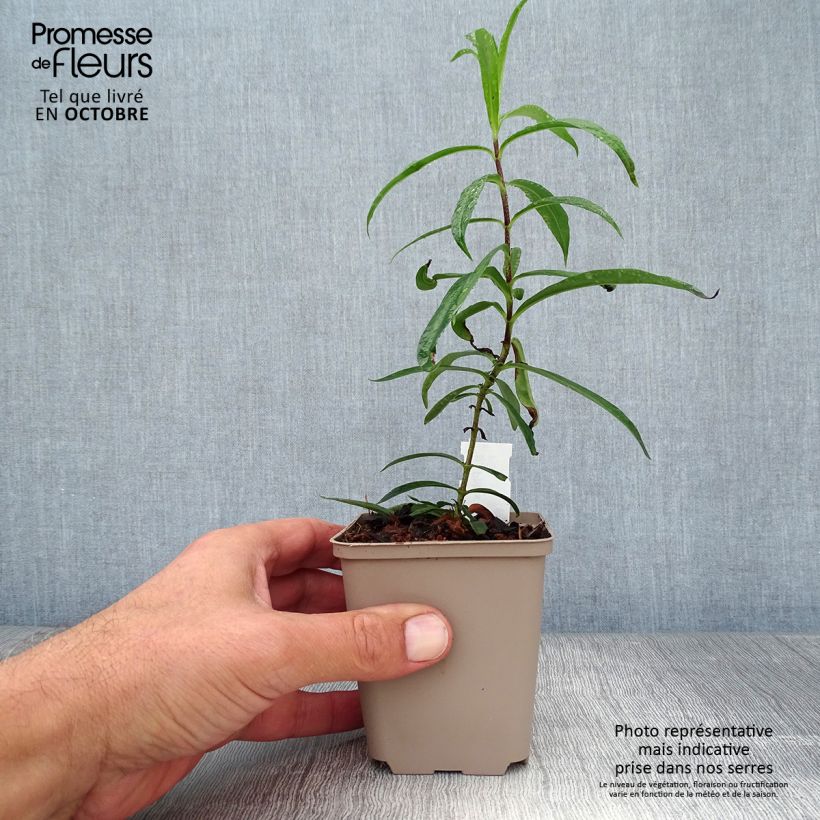 Amostra de Phlox maculata Natasha Vaso de 8/9 cm tal como entregue no outono