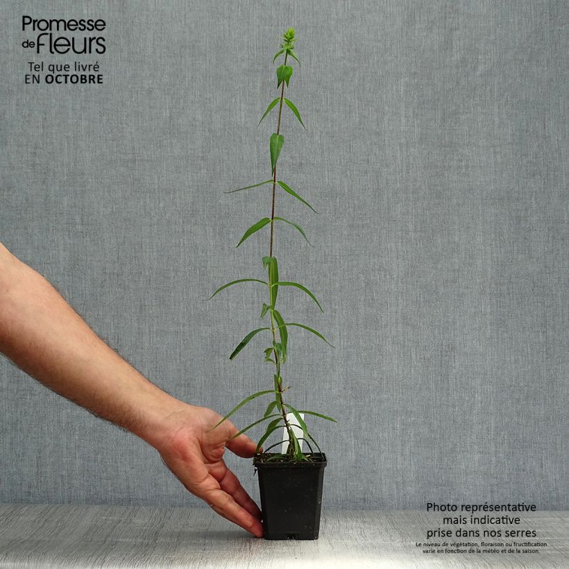 Amostra de Phlox maculata Omega Vaso de 8/9 cm tal como entregue no outono