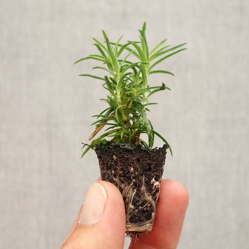 Amostra de Phlox mousse Amazing Grace - Phlox subulata Mini-torrão Ø 1,5/2,5 cm tal como entregue no outono