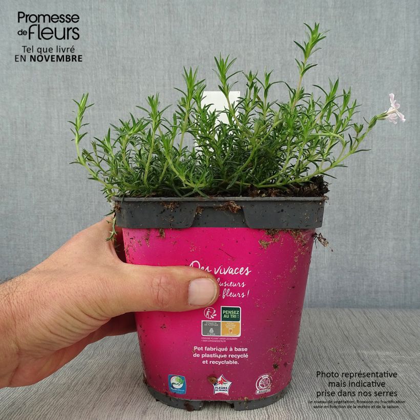 Amostra de Flox-tapete Candy Stripes - Phlox subulata Vaso de 1,5 L/2 L tal como entregue no outono