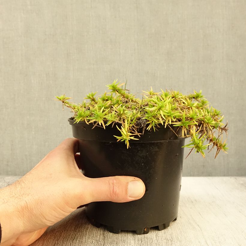 Amostra de Flox-tapete Moerheimii - Phlox subulata Vaso de 2 L/3 L tal como entregue no outono