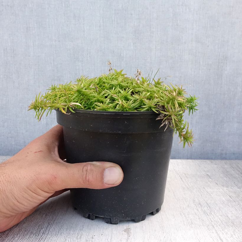 Amostra de Flox-tapete Moerheimii - Phlox subulata Vaso de 2 L/3 L tal como entregue no verão
