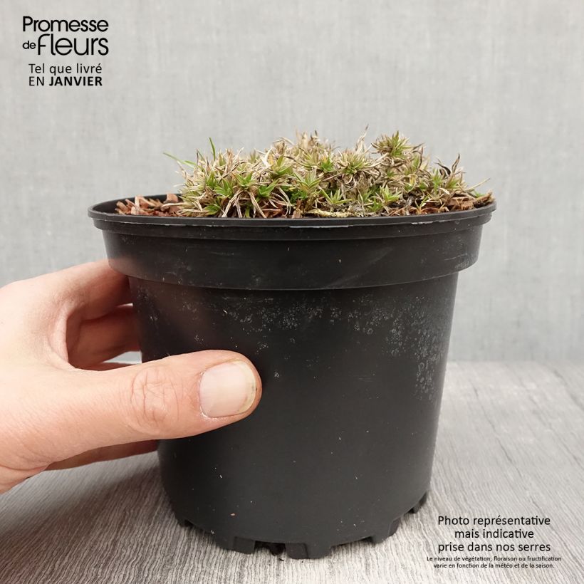 Amostra de Flox-tapete Moerheimii - Phlox subulata Vaso de 2 L/3 L tal como entregue no inverno
