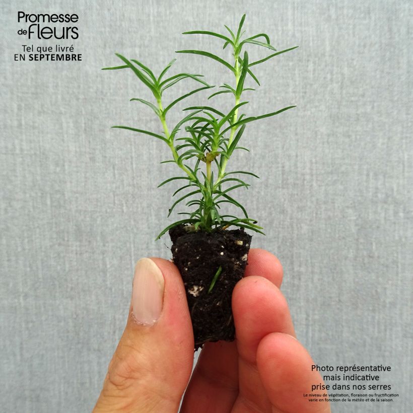 Amostra de Flox-tapete Amazing Grace - Phlox subulata Mini-torrão Ø 1,5/2,5 cm tal como entregue no outono