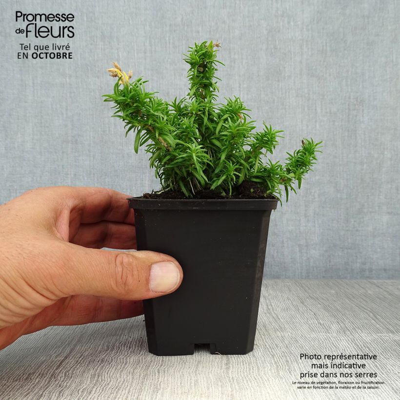 Amostra de Flox-tapete White Delight - Phlox subulata Vaso de 8/9 cm tal como entregue no outono