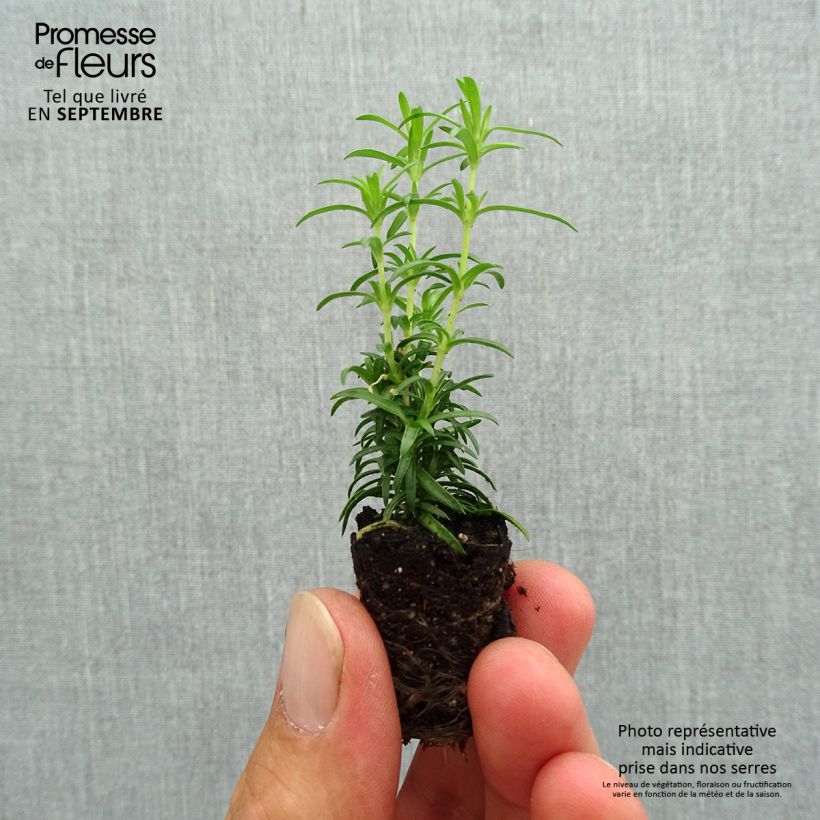 Amostra de Flox-tapete White Delight - Phlox subulata Mini-torrão Ø 3/4 cm tal como entregue no outono