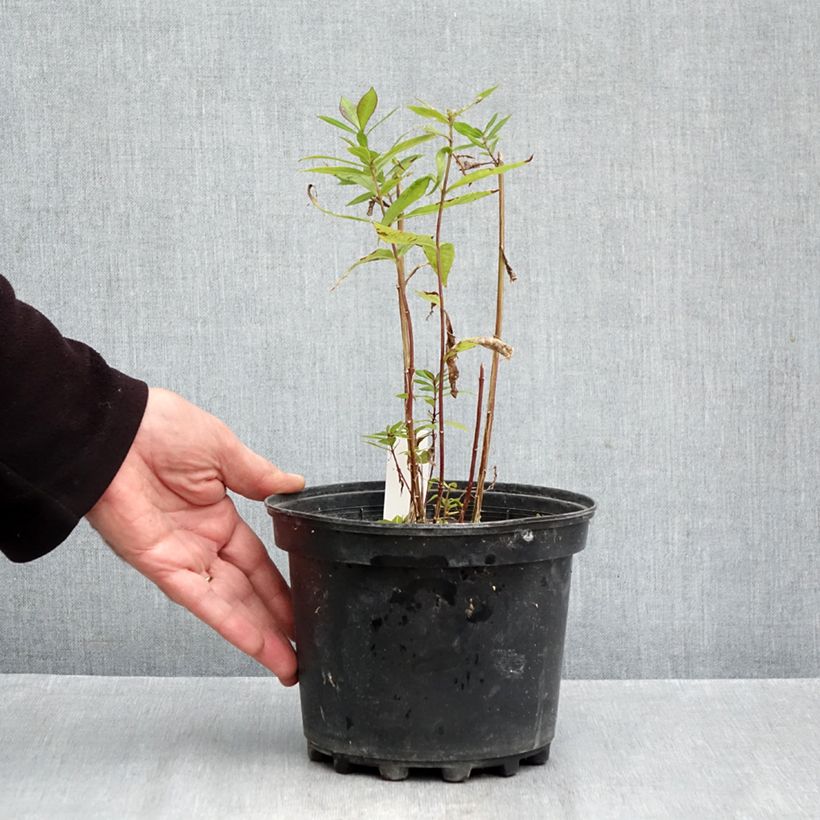 Amostra de Phlox paniculata Adinda Vaso de 2 L/3 L tal como entregue no outono