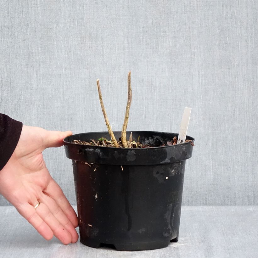 Amostra de Phlox paniculata Adinda Vaso de 2 L/3 L tal como entregue no inverno