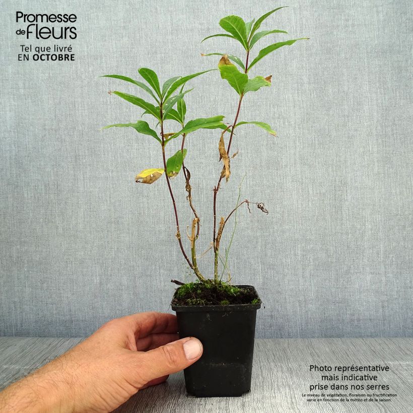 Amostra de Phlox paniculata Amethyst Vaso de 8/9 cm tal como entregue no outono