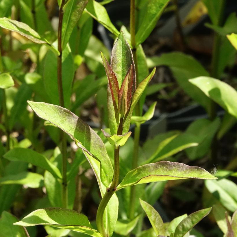 Phlox paniculata Aureole (Folhagem)