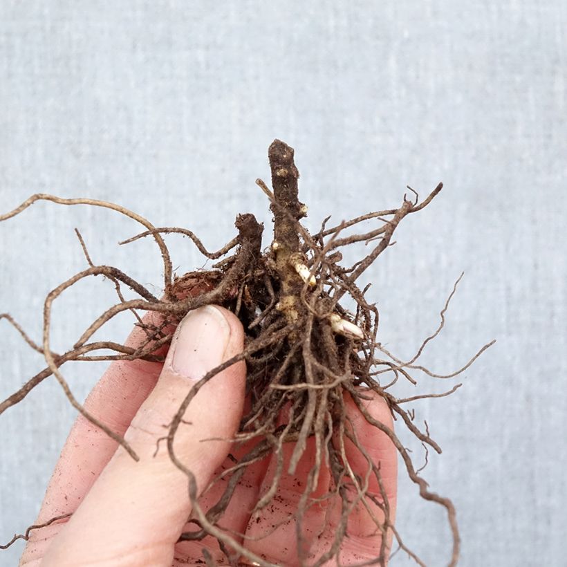 Amostra de Phlox paniculata Aureole Raízes nuas tal como entregue no inverno