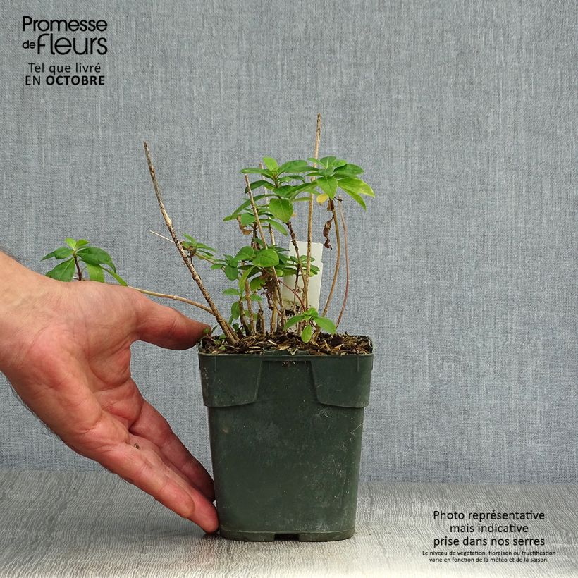 Amostra de Phlox paniculata Bambini Candy Crush Vaso de 10 cm/11 cm tal como entregue no outono