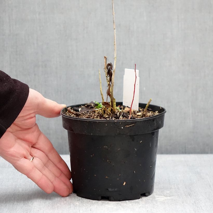 Amostra de Phlox paniculata Bambini Candy Crush Vaso de 2 L/3 L tal como entregue no inverno