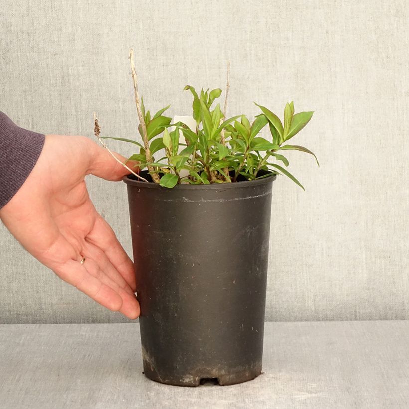 Amostra de Phlox paniculata Bambini Candy Crush Vaso de 2 L/3 L tal como entregue na primavera