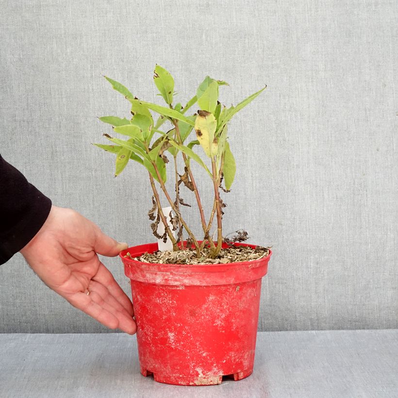 Amostra de Phlox paniculata Bambini Candy Crush Raízes nuas tal como entregue no outono