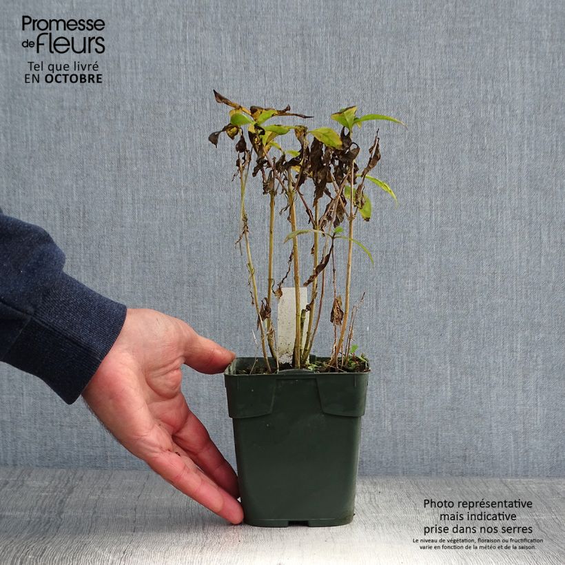 Amostra de Phlox paniculata Bambini Desire Vaso de 8/9 cm tal como entregue no outono