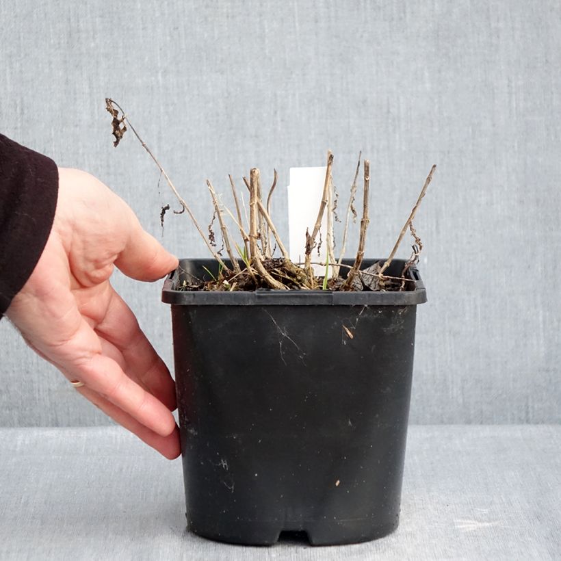 Amostra de Phlox paniculata Bambini Desire Vaso de 2 L/3 L tal como entregue no inverno