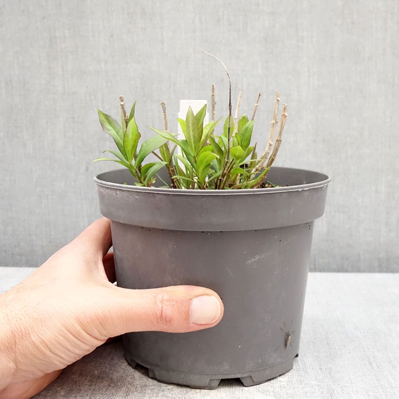 Amostra de Phlox paniculata Bambini Desire Vaso de 2 L/3 L tal como entregue na primavera