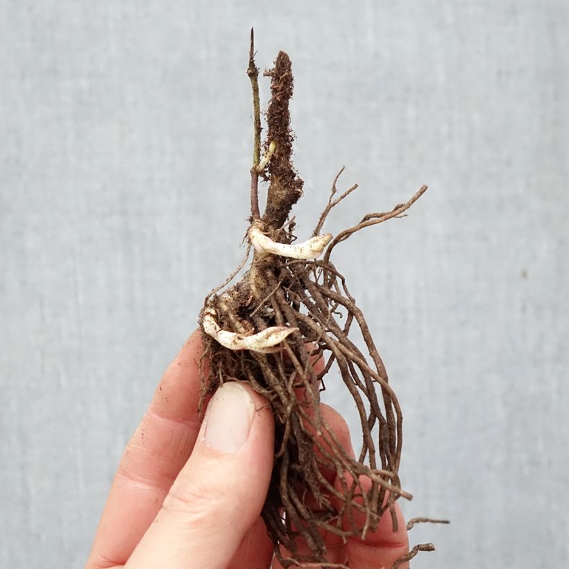 Amostra de Phlox paniculata Bambini Desire Raízes nuas tal como entregue no inverno