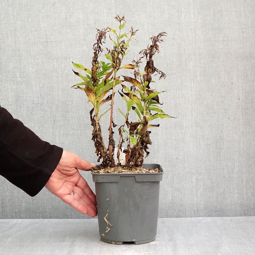 Amostra de Phlox paniculata Bambini Primadonna Vaso de 2 L/3 L tal como entregue no outono