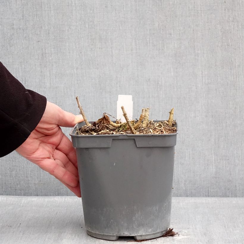 Amostra de Phlox paniculata Bambini Primadonna Vaso de 2 L/3 L tal como entregue no inverno